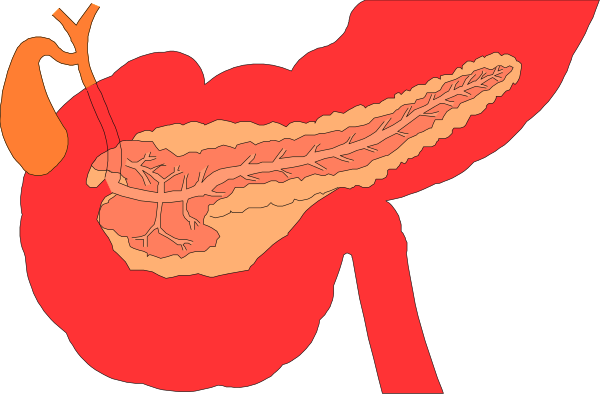 The image shows a cartoon illustration of an internal organ system with organs labeled as "liver" and "kidney," set against a black background.