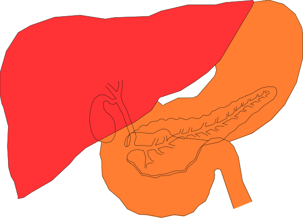 The image shows a red organ with an orange outline that resembles a liver next to another similar object which appears to be either lungs in black silhouette against white background on left side of picture.