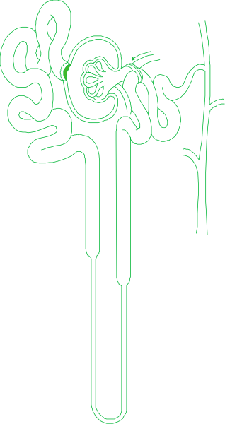The image shows a black and white line drawing of an abstract representation resembling human organs with textures that suggest muscles and bones interconnected by lines forming what appears to be veins in various shades, set against a dark background.