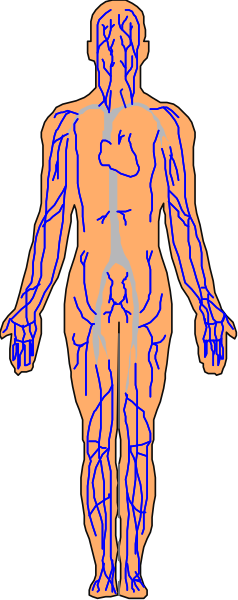 The image shows a human figure with highlighted muscles against an orange background on the left side of the frame; it is stylized in black-and-white clipart form.