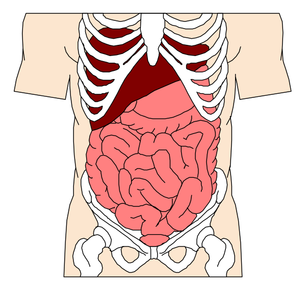 The illustration shows a human torso with internal organs visible through an opening at the top of the chest cavity.