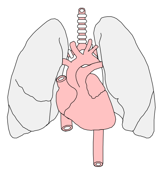 The illustration shows a simplified diagram of an adult human heart with its internal structure visible inside it against a black background on one side, while there is another image showing only two lungs in profile view next to each other without any additional context provided by this description alone.
