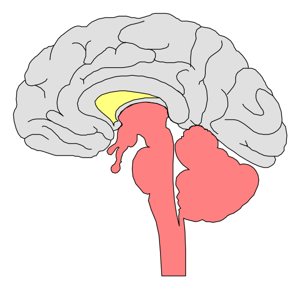 The image shows a simplistic illustration of an adult human brain with two lobes highlighted by pink shading on either side, one yellow highlight in between them indicating activity within that area, and another smaller red shape resembling a heart located at the bottom right corner near where blood vessels would be.