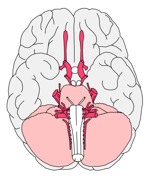 The image shows a side view of an open human brain with various parts labeled such as hippocampus, amygdala, thalamus, cerebellum, pons, medulla oblongata and spinal cord visible in cross section at base.