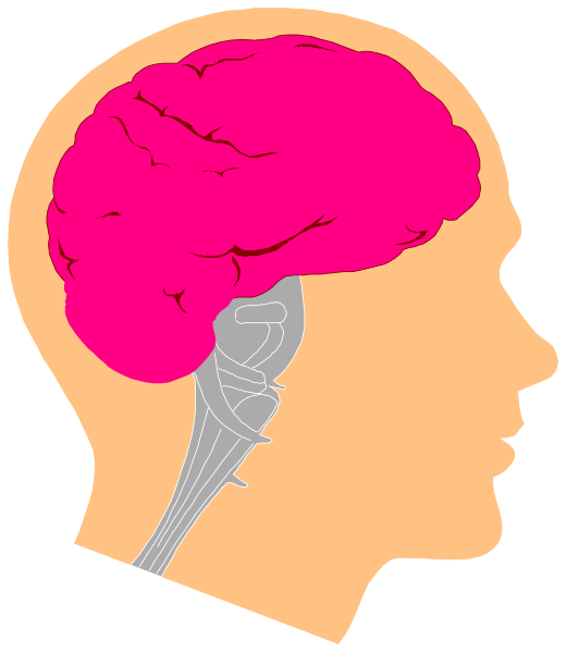 The illustration shows a side view of an adult human head with pink brain tissue highlighted inside it to represent intelligence or cognitive function.