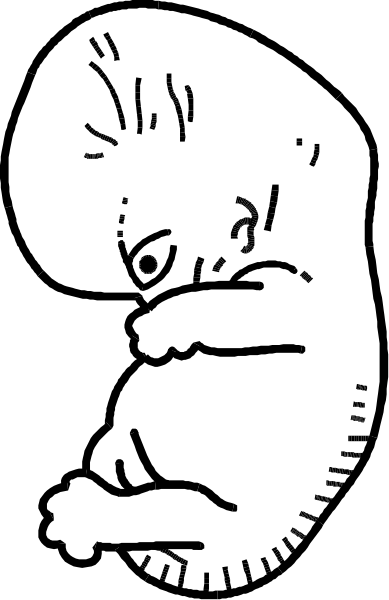 The black and white illustration shows a baby fetus curled up inside an amniotic sac with its head resting on one hand while lying in front of what appears to be a mother's belly.