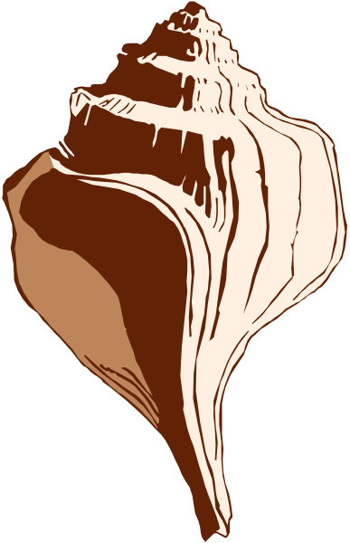 The image shows a single seashell with intricate patterns on it against a plain background.