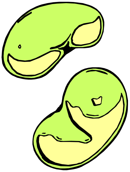 The image shows two green fish with yellow bellies facing each other against a black background.