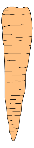 The image shows a carrot with two distinct ends placed side by side against each other on what appears to be a wooden surface in an indoor environment.