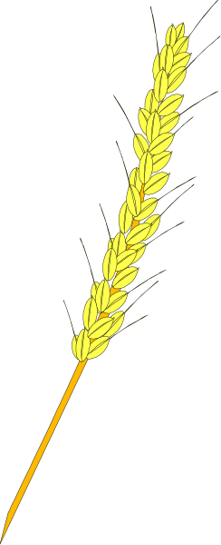 The image shows a wheat stalk with grains of grain on it against a gray background.
