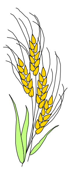 The image shows a wheat stalk with grains on top against a black background.
