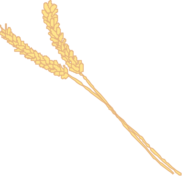 The image shows two stalks of wheat with grains on top against a black background.