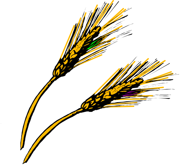 The image shows two stalks of wheat with grains on top against a black background.