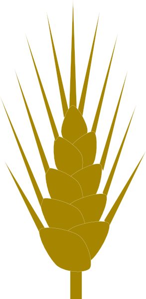 The image shows a stylized graphic of an ear of corn with multiple rows of kernels on top against a plain background.