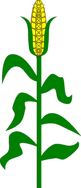 The image shows a single corn stalk with green leaves against a black background on top of another gray surface that has stripes in shades of brown and white running horizontally across it from left to right.