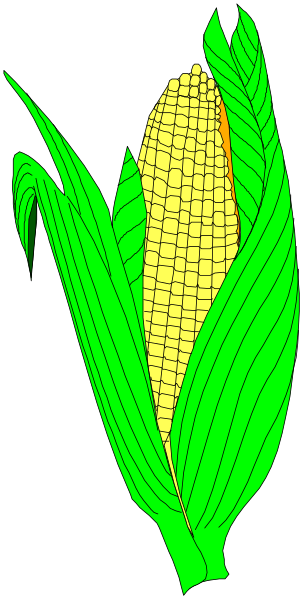 The image shows a graphic of an ear of corn with green leaves on it against a gray background.