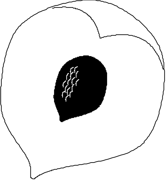 The first half of a donut with an eye on it next to its reflection where only part is visible due to mirroring effect.