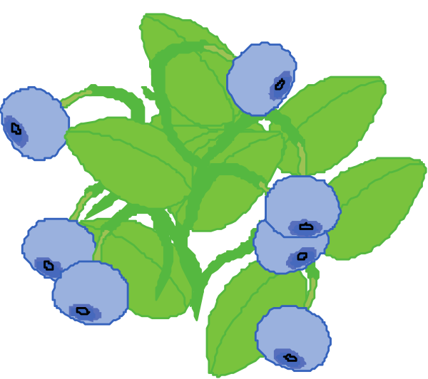 The image shows a bunch of blue flowers with green leaves against a black background.
