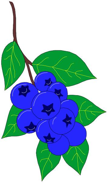The image shows a bunch of blue grapes hanging from a vine with green leaves against a gray background.