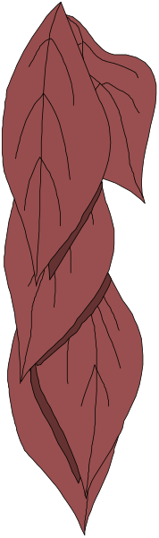 The image shows a red leaf with veins on it against a gray background.
