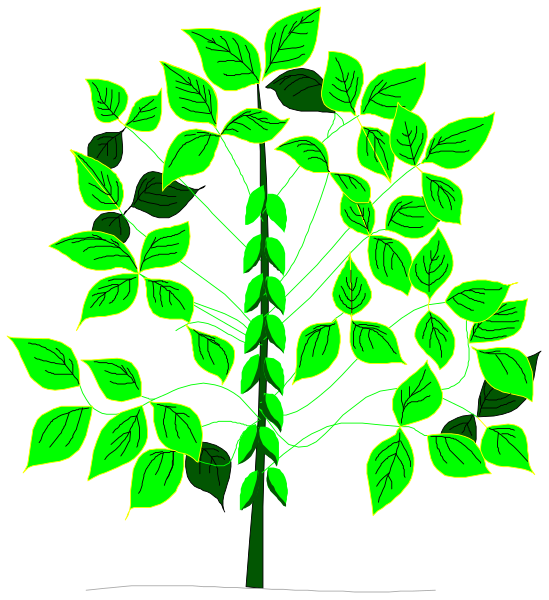 The image shows a green plant with leaves against a black background.