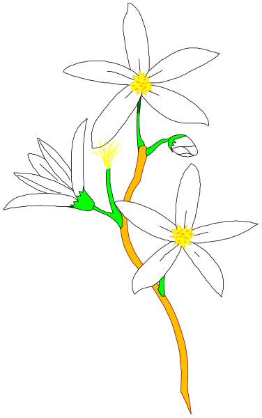 The image shows a stylized illustration of three white flowers with yellow centers on green stalks against a black background; there is no text present in this clip-art piece.