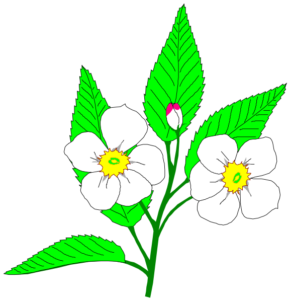 The image shows a black background with two illustrations of flowers on it: an apple blossom flower at top left corner and another one in bottom right corner.