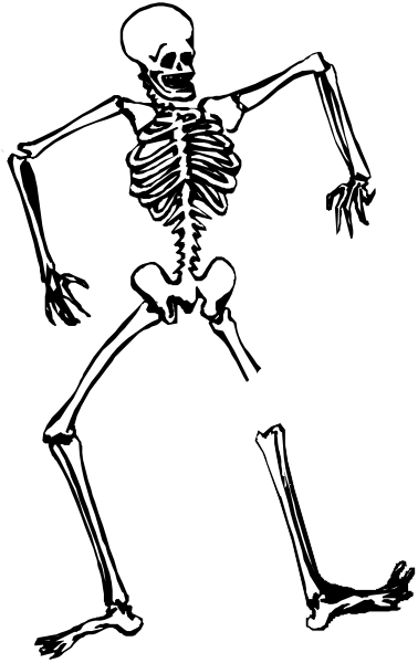 The black and white silhouette of a skeleton doing an exercise pose with its arms outstretched behind it.