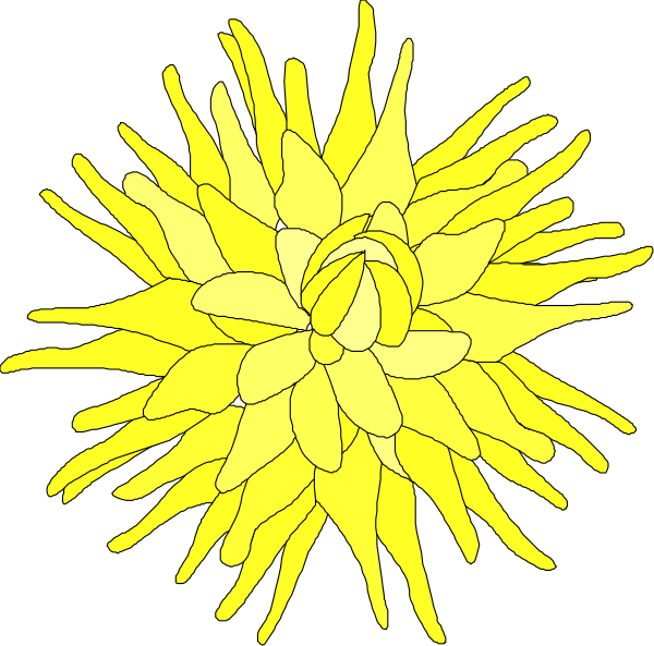 The image shows a yellow flower with multiple petals radiating from its center against a black background.
