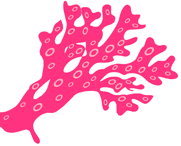 The image shows a pink coral with holes on its surface against a black background.