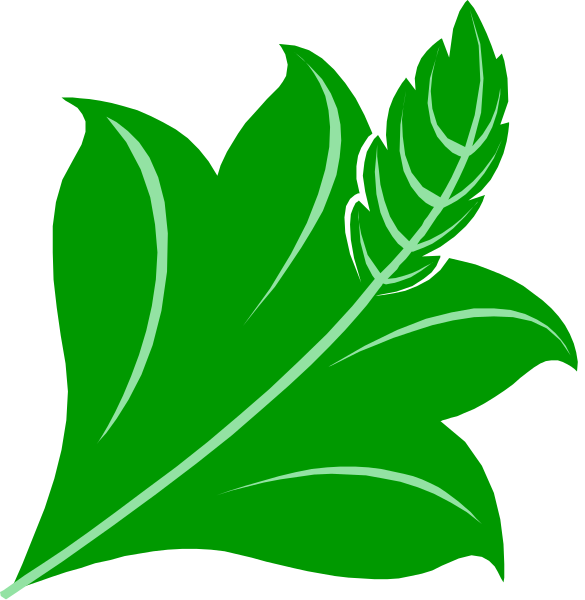 The image shows a green leaf with veins on it against a black background.
