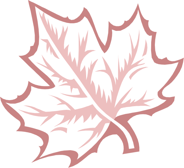 The image shows a pink maple leaf with veins on it against a black background.