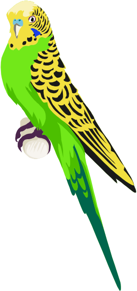The image shows a colorful parrot with green wings standing on top of what appears to be an open book.