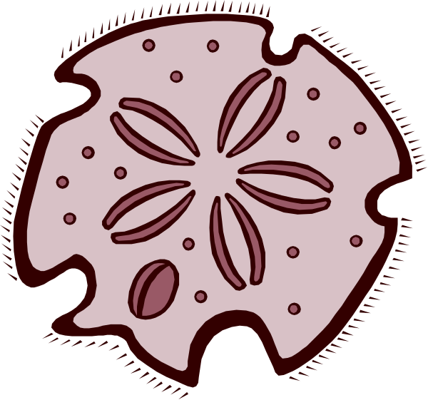 The black and white illustration shows a stylized sea shell with an intricate pattern of lines radiating from its center to form petals around it.