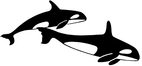 The image shows a black silhouette of an animal with its head turned to look back over its shoulder while standing on two legs in what appears to be water.