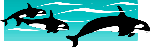 The image shows a group of three dolphins swimming underwater near an aquarium glass panel with blue water on either side.
