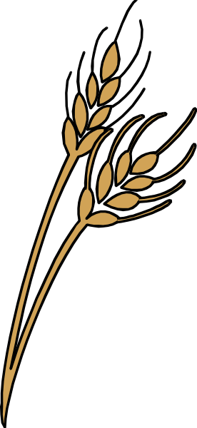 The image shows a wheat stalk with grains on it against a black background.
