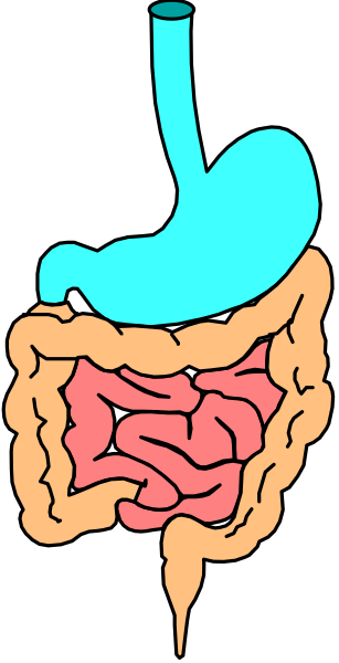 The image shows a stylized illustration of an abdomen with internal organs highlighted against a black background; it is presented in a simplistic manner without any additional context such as clothing on the torso, limbs, facial features, setting, or other objects and actions that are not part of this depiction.