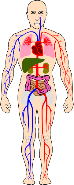 The image shows a stick figure of an adult human with red lines representing blood vessels overlaid on top of it to illustrate circulation within the body.