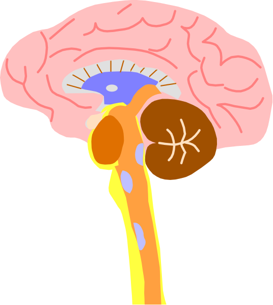 The image shows a cartoon illustration of an adult human brain with various parts labeled such as "hippocampus," "cerebellum," "thalamus" among others.