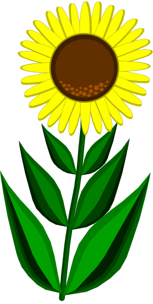 The image shows a sunflower with green leaves against a black background on top of which there is text that reads "Sunflowers."