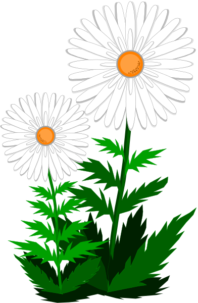 The image shows three daisies with orange centers against a black background; two of them have green leaves while only one has brown stems.