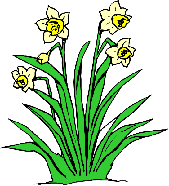 The picture shows a bunch of yellow daffodils with green stems growing from them against a black background.