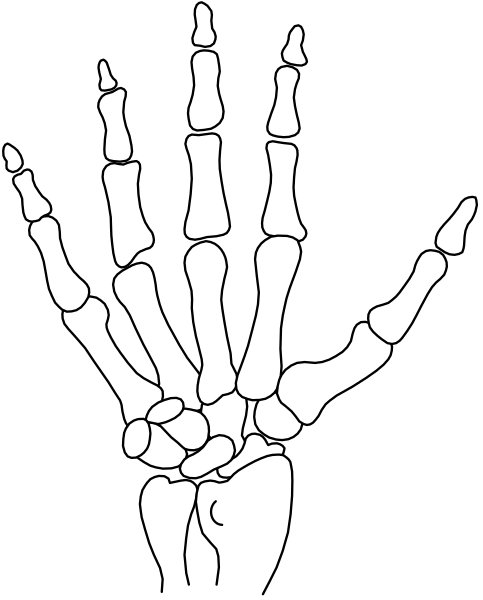 The image shows a black and white skeleton hand with five fingers against a dark background.