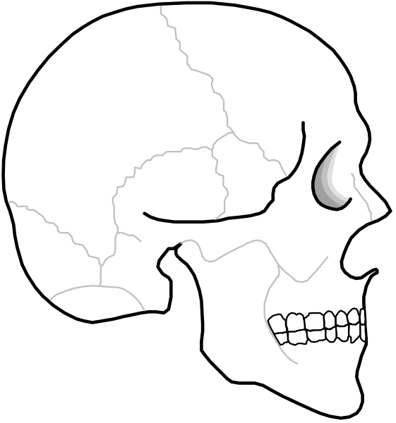 The black and white silhouette of a human skull with an object piercing through it from behind.