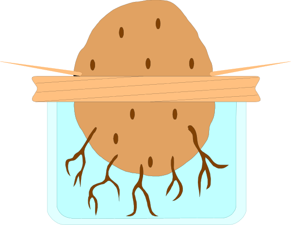 The image shows a cartoon of an unpeeled potato with roots sprouting from it inside what appears to be water in a container labeled "water."