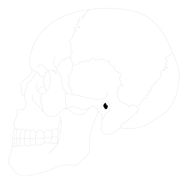 The black and white silhouette of a human skull with an eye socket visible on its left side against a dark background.