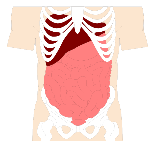 The image shows a cartoon representation of an adult human torso with internal organs visible through what appears to be a transparent skin layer.