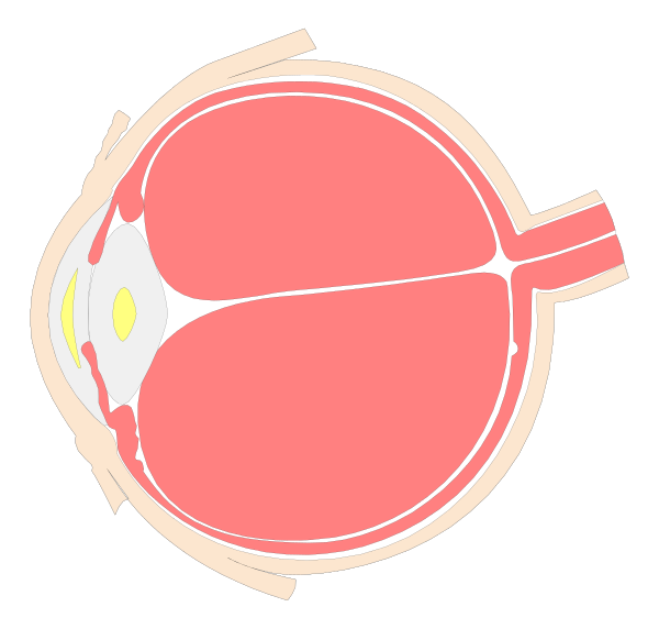The image shows a stylized representation of an eye with its lid open to reveal internal structures such as muscles, tendons, blood vessels, and possibly other parts typically found within human eyesight is limited due to angle