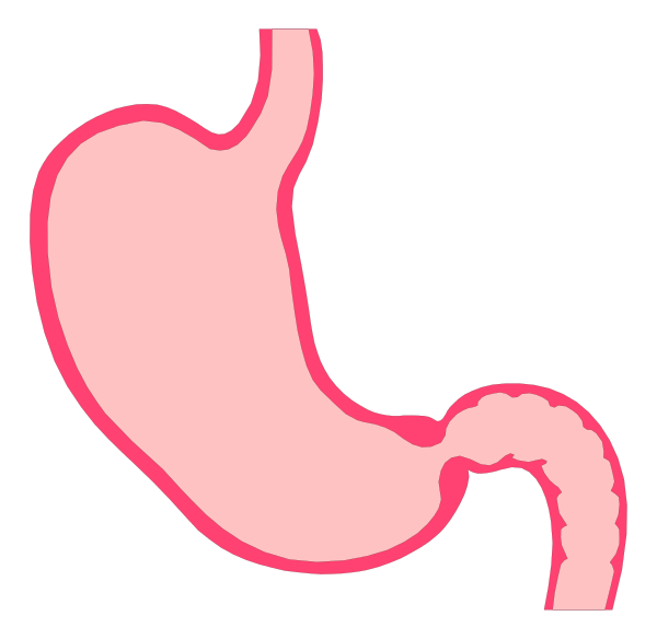 The image shows a stylized illustration of an internal human stomach with its layers visible against a black background.